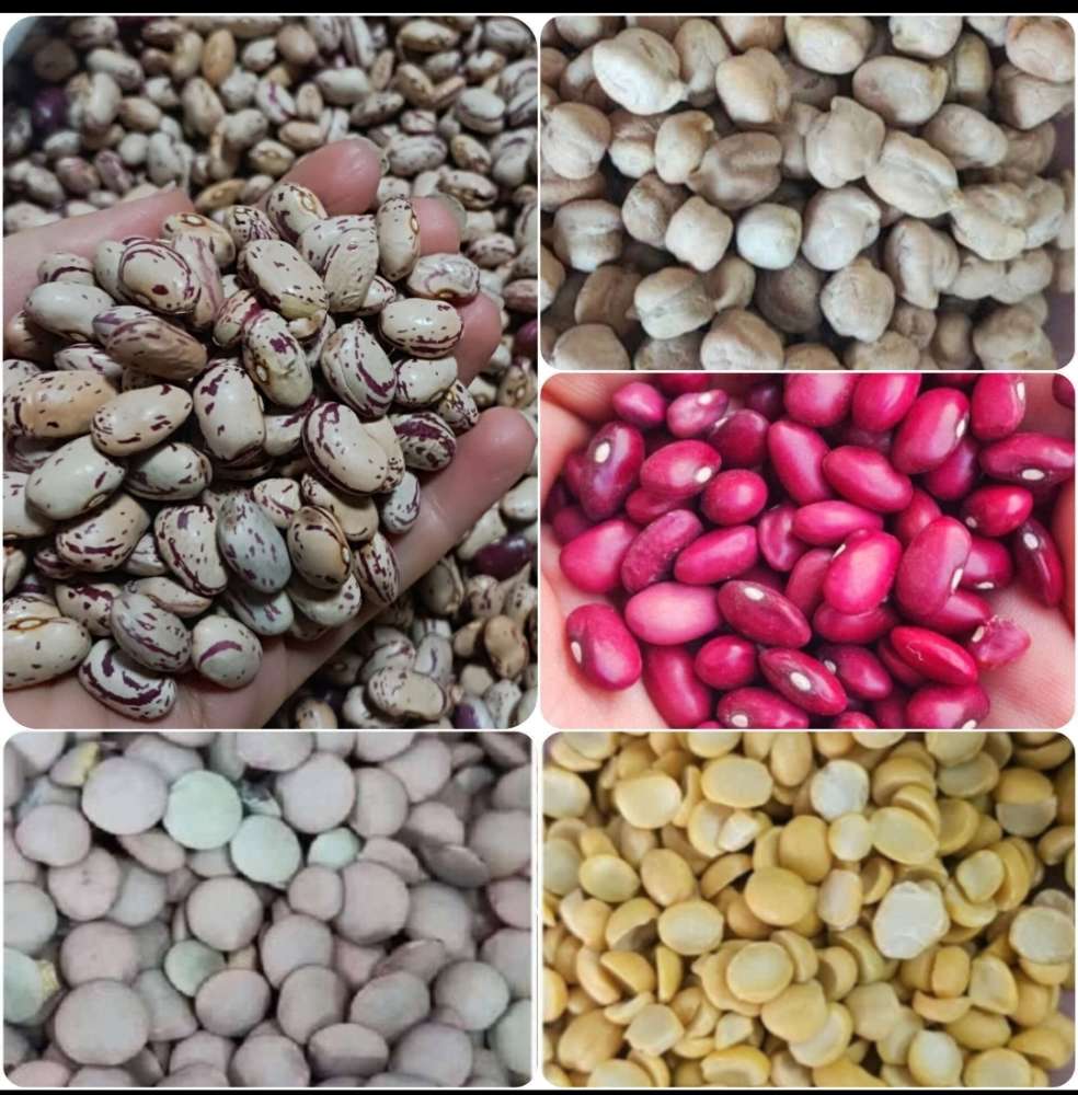 لپه سایز متوسط فله ای